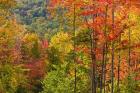 Forest in Grafton, New Hampshire