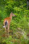 Whitetail deer, Pittsburg, New Hampshire