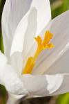 A White Crocus In A Garden In Portsmouth, New Hampshire
