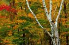 Autumn at Ripley Falls Trail, Crawford Notch SP, New Hampshire