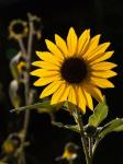 Backlit Sunflower, Santa Fe, New Mexico