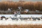 Sandhill Cranes Flying, New Mexico