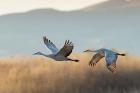 Two Sandhill Cranes Flying, New Mexico