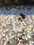 Snow Geese Landing In Corn Fields, New Mexico