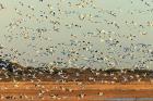 Snow Geese Taking Off From Their Morning Roost, New Mexico