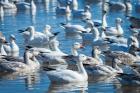 Ross's And Snow Geese In Freshwater Pond, New Mexico