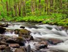 Water Flows At Straight Fork, North Carolina