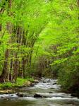 Straight Fork River, North Carolina