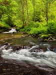 Siuslaw National Forest, Sweet Creek, Oregon