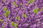 Oregon Blossoms And New Growth On Redbud Tree In Multnomah County