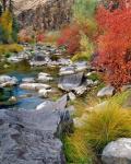 Fall Colors Along The John Day River