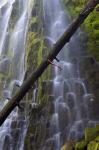 Proxy Falls Over Basalt Columns, Oregon