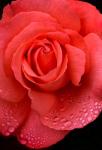 Orange Rose With Rain Drops