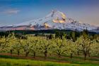 Oregon Pear Orchard In Bloom And Mt Hood