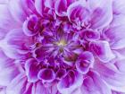 Close-Up Of A Purple Dahlia