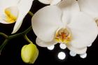 White Hybrid Orchids On Black