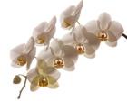 White Hybrid Orchids On White