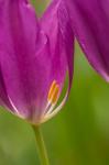 Detail Of Purple Tulips