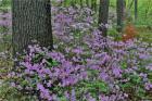 Azaleas In Bloom, Jenkins Arboretum And Garden, Pennsylvania