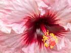 Close-Up Of A Hibiscus Flower