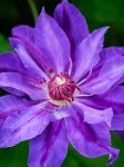 Close-Up Of A Clematis Blossom 2