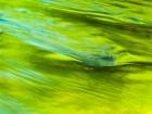 Spring Reflection On The Little Pigeon River