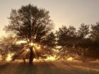 Sunrise Through Fog And Trees At Cades Cove