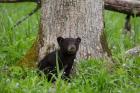 Black Bear Cub Next To A Tree