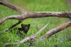 Black Bear Cub Under Branches