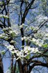 USA, Tennessee, Nashville Flowering dogwood tree at The Hermitage