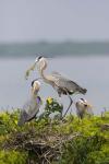 Great Blue Heron and Chicks