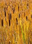 Cattails In A Field, Utah