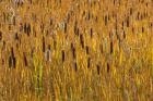 Cattails In Field