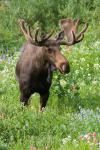 Bull Moose In Wildflowers, Utah