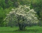 Flowering Dogwood, Blue Ridge Parkway, Virginia