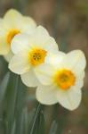 Closeup Of White Daffodils, Arlington, Virginia