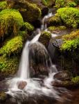 Creek In Sol Duc Valley, Washington