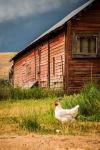 Chicken Near A Coop