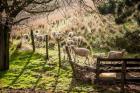 Sheep And Spring Lambs