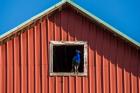 Peacock In A Barn Window