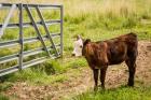 Cow At Pasture