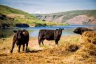 Cows On The Northern Bank Of Snake River