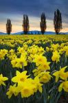 Fields Of Yellow Daffodils In Late March, Skagit Valley, Washington State