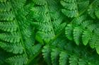 Lady-Fern