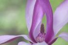 Close-Up Of Magnolia Blossom