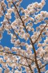 Cherry Tree Blossoms In Spring, Washington State
