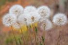 Salsify Seed Heads