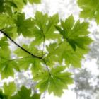 Big Leaf Maples In Summer