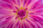 Bright Pink Dahlia Blossom Detail