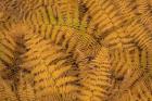 Bracken Ferns In Autumn